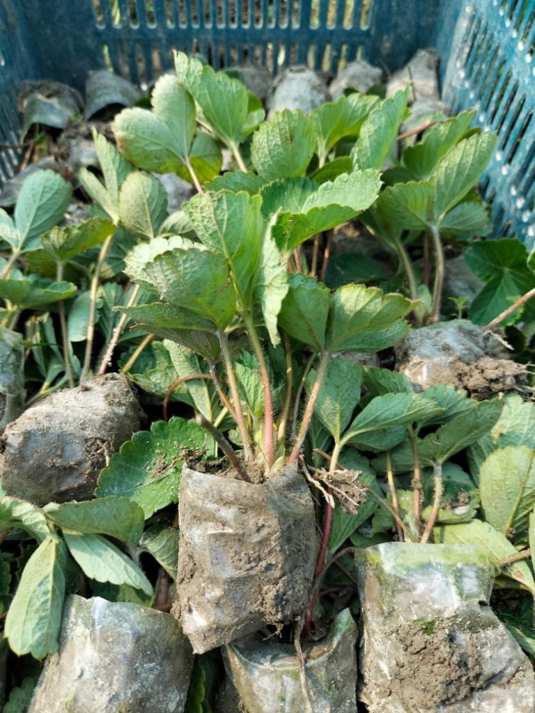 স্ট্রবেরি চারা